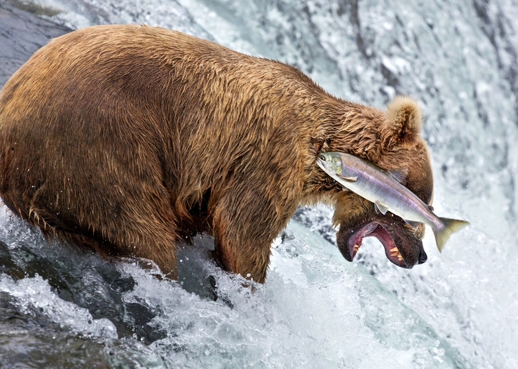 "Grizzly bear fail" - jedno z kilku najczęściej komentowanych zdjęć - fot. Rob Kroenert