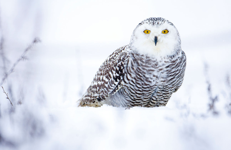 Sowa śnieżna, fot. Chris Packham."Pewnego mroźnego ranka wybrałem się do The Hawk Conservancy Trust niedaleko Andover i, leżąc w śniegu, uchwyciłem to zdjęcie".