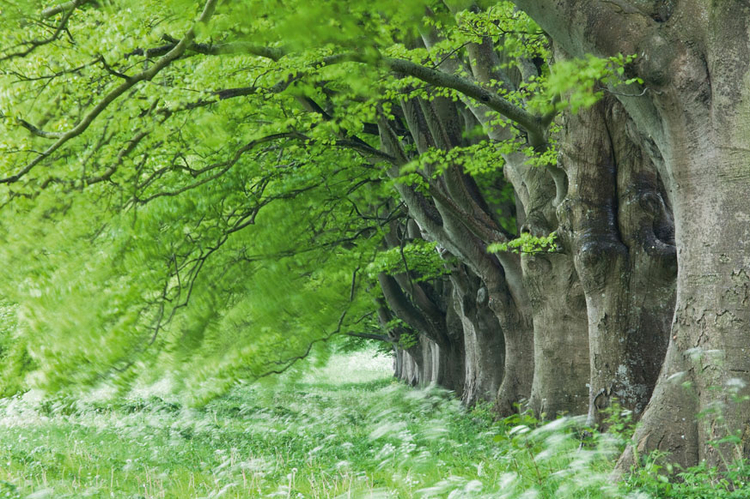 Rozmycie w zdjęciach krajobrazowych nie jest raczej często stosowaną techniką, jednak zdjęcie zrobione w wietrzny dzień, z 30 s ekspozycją oddaje nastrój sceny. Rozmyte korony drzew to bardzo efektowny widok; fot. Guy Edwardes