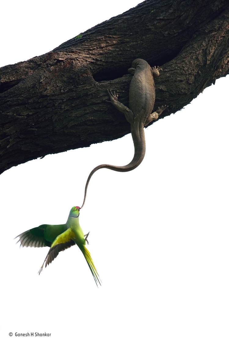 Zwycięskie zdjęcie z kategorii "Ptaki" - "Eviction attempt". Fot. Ganesh H. Shankar / Wildlife Photographer of the Year