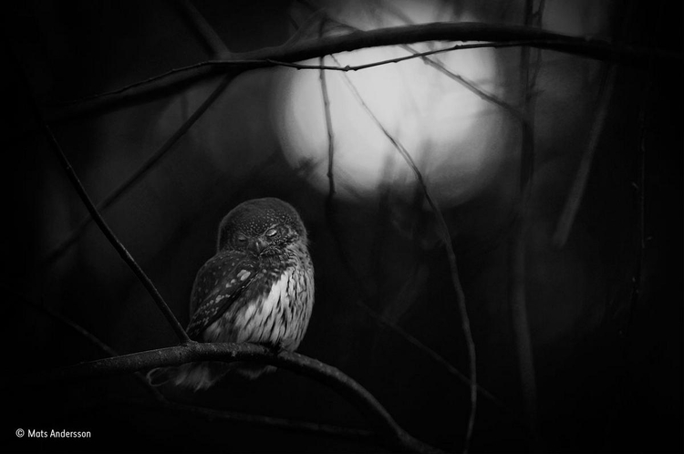 Zwycięskie zdjęcie z kategorii "Czarno-białe" - "Requiem for an owl" - fot. Mats Anderson / Wildlife Photographer of the Year
