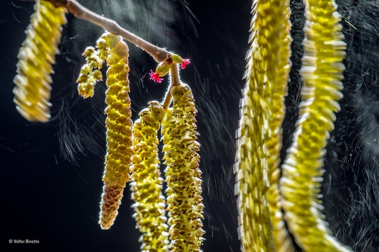 Zwycięskie zdjęcie z kategorii "Rośliny i grzyby" - "Wind composition". Fot. Valter Binotto / Wildlife Photographer of the Year