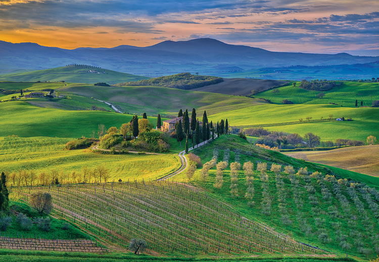 Bella Vista"Fotografia zarejestrowana w Pienza, regionie Toskanii słynącym z produkcji wina. Poranne światło dało rozbiegające się cienie, które miękko kładły się pomiędzy rzędami drzew oliwnych i winorośli"