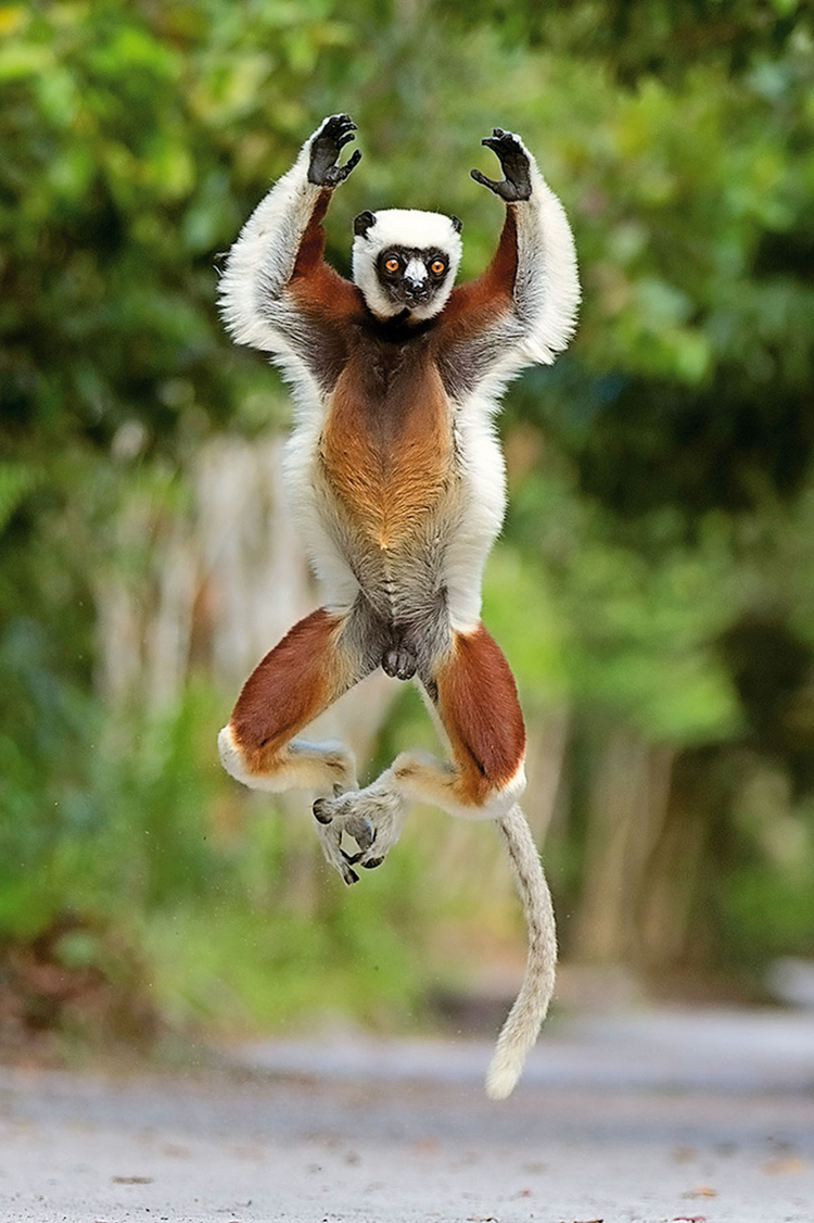 Madagaskar, 2012
Kolejne świetne ujęcie skaczącego lemura, wykonane z czasem ekspozycji wynoszącym 1/1000 s, fot. Andy Rouse 