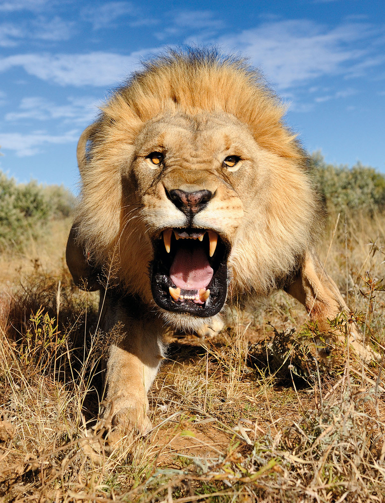 Podejść lwa - historia zdjęcia Marsela van Oostena