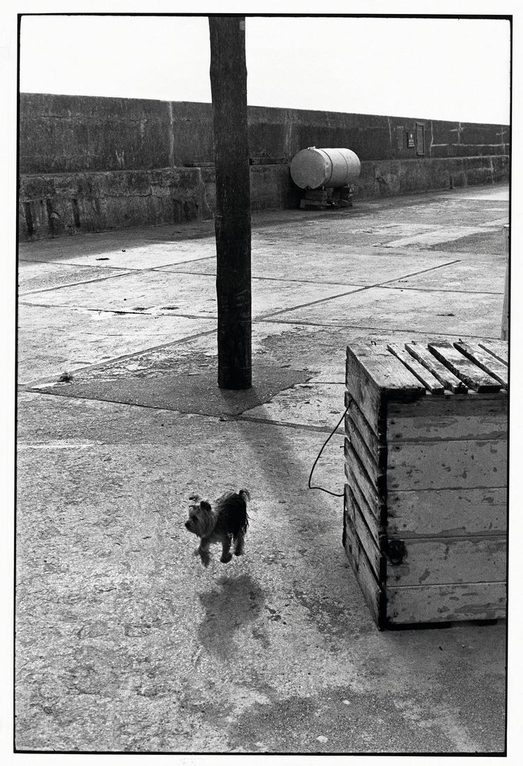 Yorkshire Terrier, 1986, fot. Elliott ErwittZdjęcie wykonane w Ballycotton, w Irlandii. "Psów nie trzeba przekupywać i nie przejmują się one swoim wyglądem, tak jak modelki" - tak skomentował to zdjęcie Erwitt w swojej książce zatytułowanej Woof