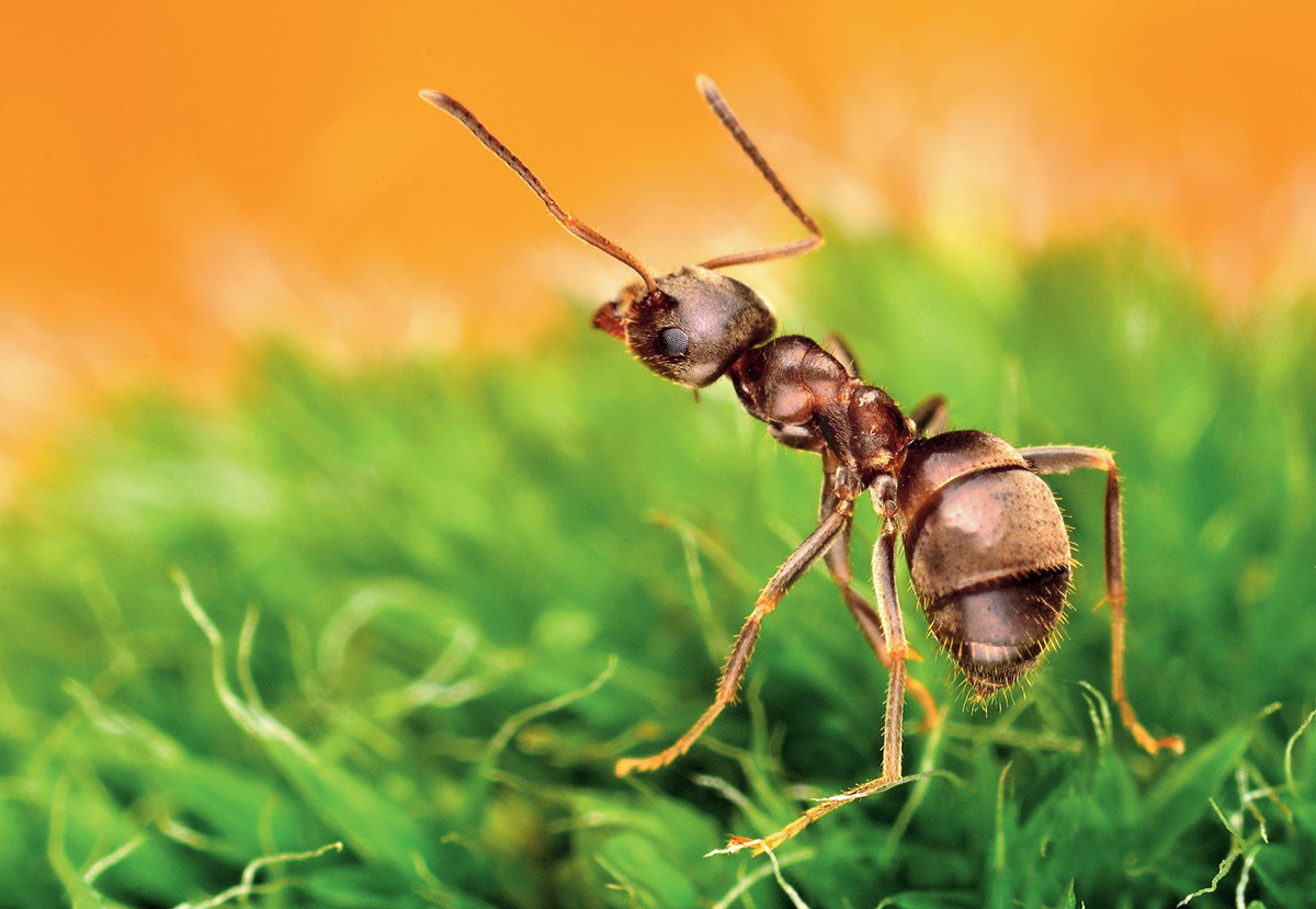 Насекомые живые существа. Муравей. Насекомые это животные. Насекомые муравей. Муравьи в природе.