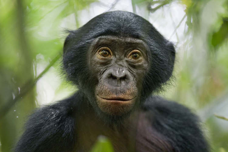 III nagroda w kat. Natura - reportaż, "Bonobos - our unknown cousins", fot. Christian Ziegler
