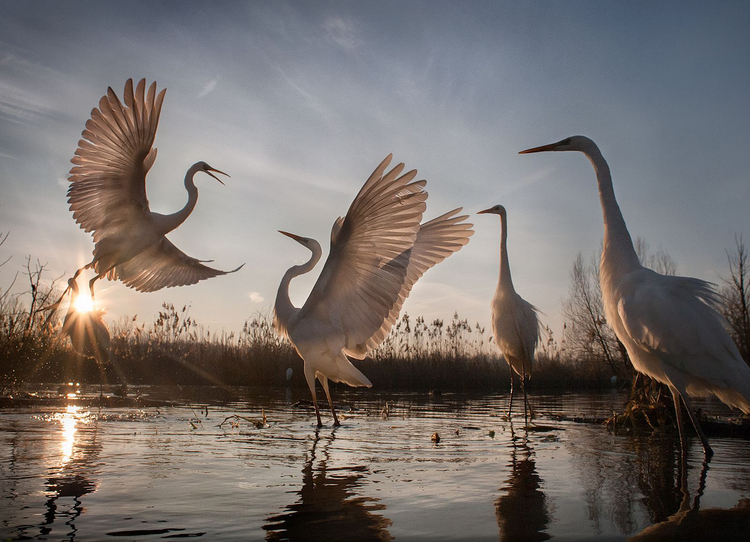 III miejsce w kategorii "Akcja" - "Changing Fortunes of the Great Egret", fot. Zsolt Kudich | NG Nature Photographer of the Year 2016