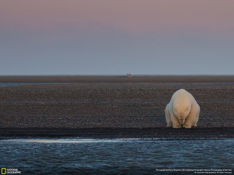 Wyróżnienienie w kategorii "Problemy środowiskowe" - "No snow, no ice?", fot. Patty Waymire | NG Nature Photographer of the Year 2016