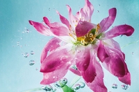 Jak wykonać dynamiczne zdjęcia kwiatów zanurzonych w wodzie