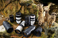 Teleobiektywy do fotografowania dzikiej przyrody  [test w DCP]