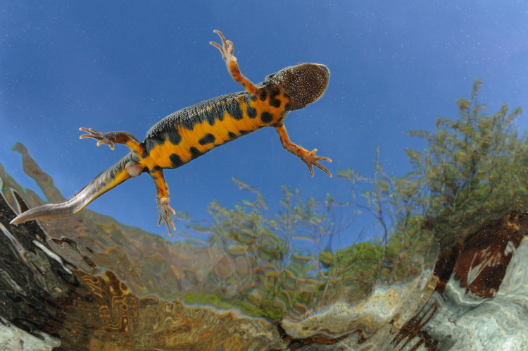 Salamandra w wodzie; fot. Matteo Riccardo Di Nicola