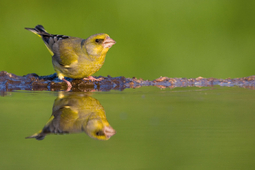 Jak zbudować zbiornik wodny, by fotografować kąpiące się ptaki