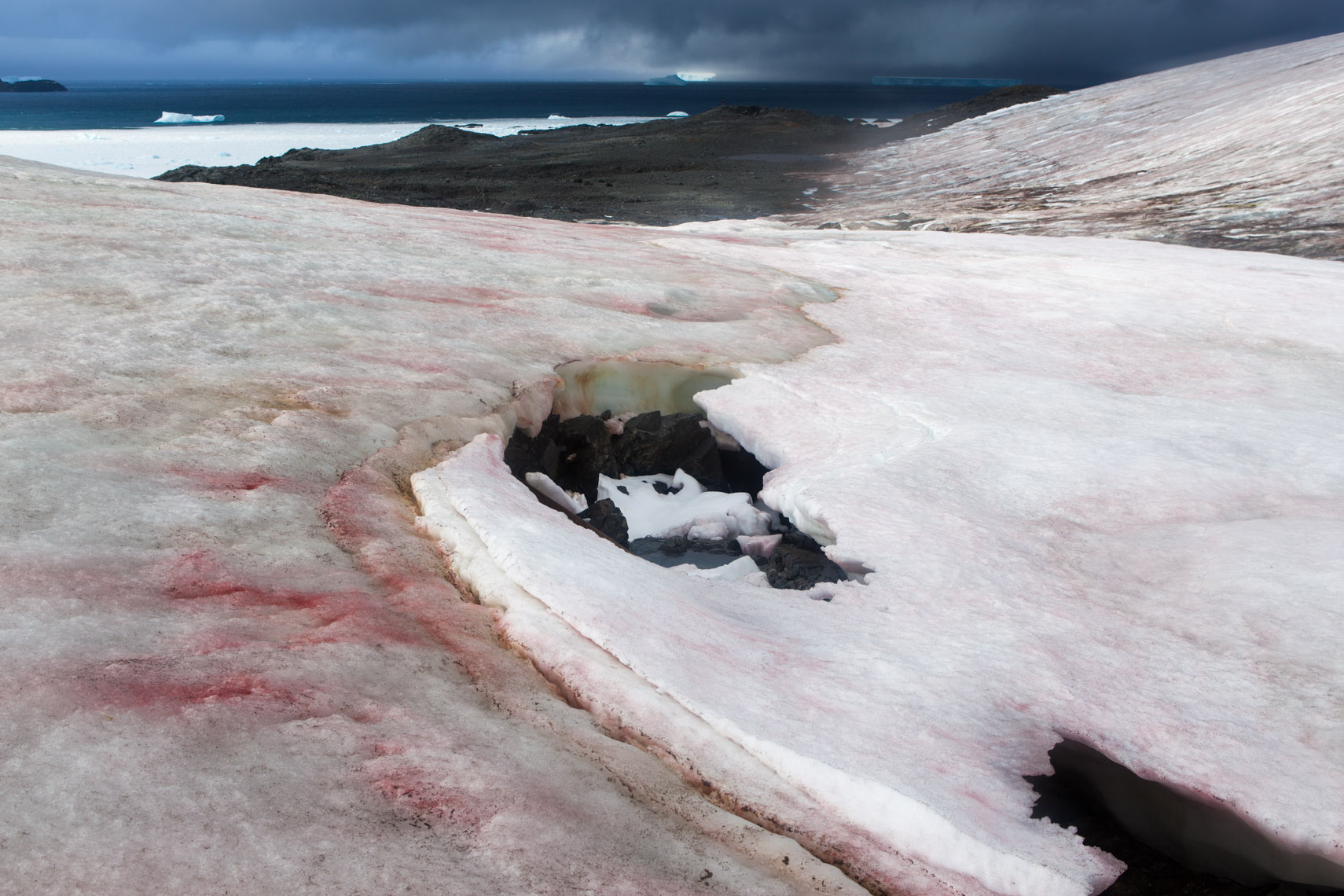 Выпал розовый снег. Хламидомонада Снежная Антарктида. Красные водоросли в Антарктиде. Водоросли на ледниках.