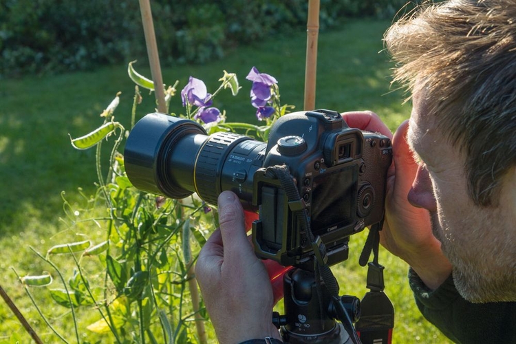 Zdecyduj, co sfotografować
Wybierz temat, który aż prosi się, by
go podświetlić. Może to być kwiat
lub inna cześć rośliny z półprzezroczystymi
płatkami albo liśćmi, bądź
zwierzę mające futro. Obejrzyj
kandydatów na „modeli” pod światło,
by sprawdzić, czy będą dobrze
wyglądali otoczeni świetlną obwódką.