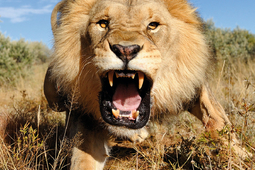 Podejść lwa - historia zdjęcia Marsela van Oostena