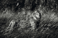 Lions Noire - artystyczne zdjęcia lwów