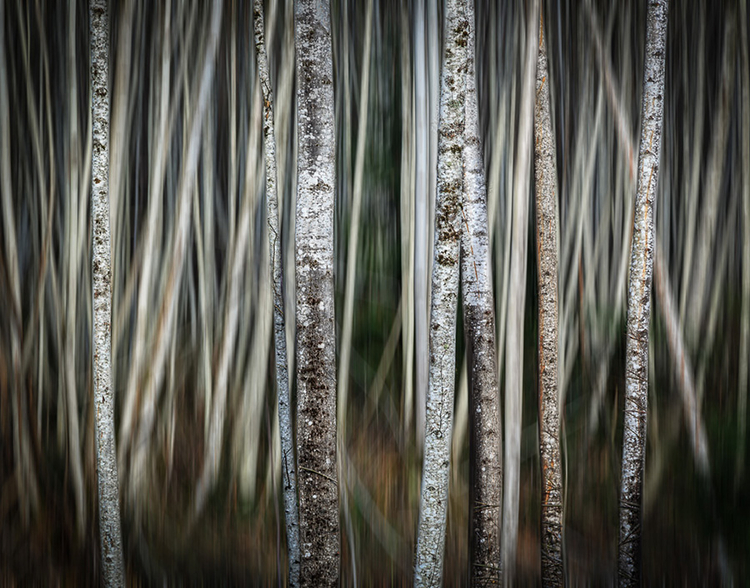 ND Awards 2014, I miejsce w kategorii Nature: Trees, fot. Benoit Jansen-Reynaud